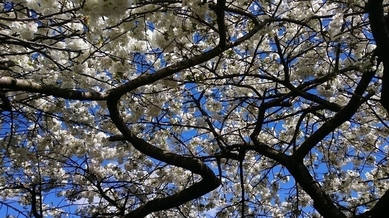 28 mars 2018 : Prémices de printemps